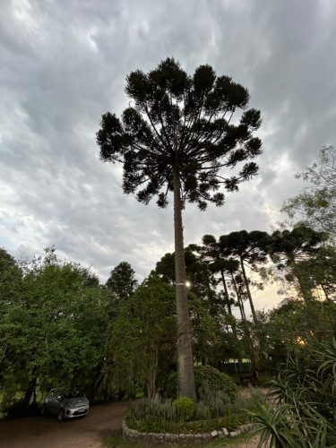 Curitiba - terra dos pinheirais, a Araucária, pinhão